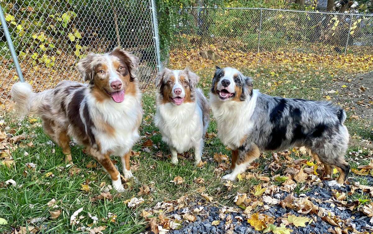 5. I have three Australian shepherds: Romeo, Rose and Rex.