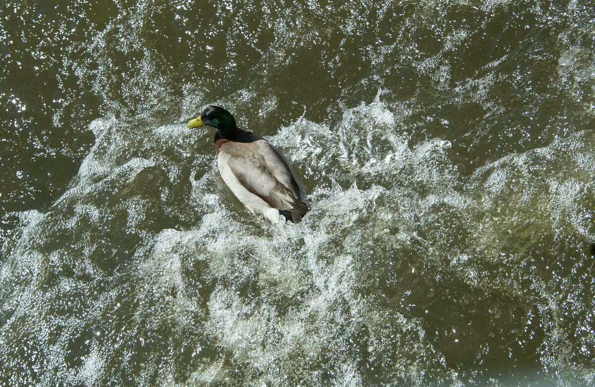 A real duck snuck in the Anything That Floats Regatta in the 48th Annual Tenandeho White-Water Derby on the Anthony Kill on Sunday April 2, 2023 in Mechanicville, N.Y.