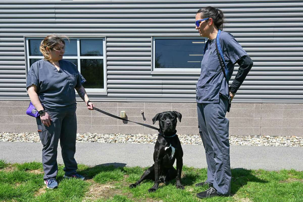 Dana Polsinelli, left, and Erica Belanger with Scarlett at the Mohawk Hudson Humane Society on Friday, April 21, 2023, in Menands, NY.  The Mohawk Hudson Humane Society has been awarded $700,000 to increase its sheltering capacity through partnerships in the region.