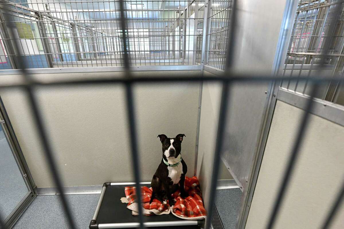 Flynn sits on her cot inside a kennel at the Mohawk Hudson Humane Society on Friday, April 21, 2023, in Menands, NY. The Mohawk Hudson Humane Society has been awarded $700,000 to increase its sheltering capacity through partnerships in the region.