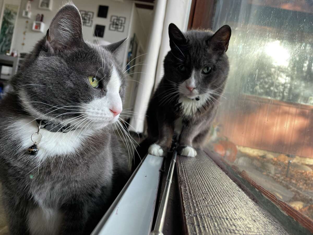 2. I love all animals, but cats hold a special place in my heart. I’ve volunteered at cat shelters and cat rescue organizations. That’s how my two kitties, Flash and Billy, came into my life. They’re my pride and joy. 