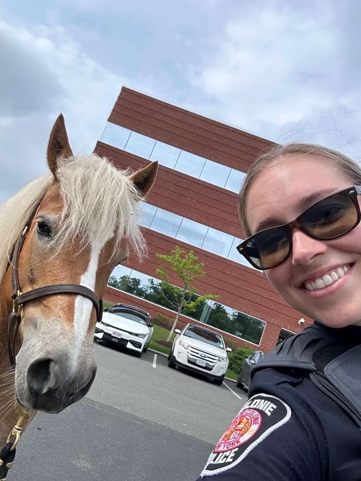 Colonie Police officers corral runaway horses back to their stables on June 26, 2023. 