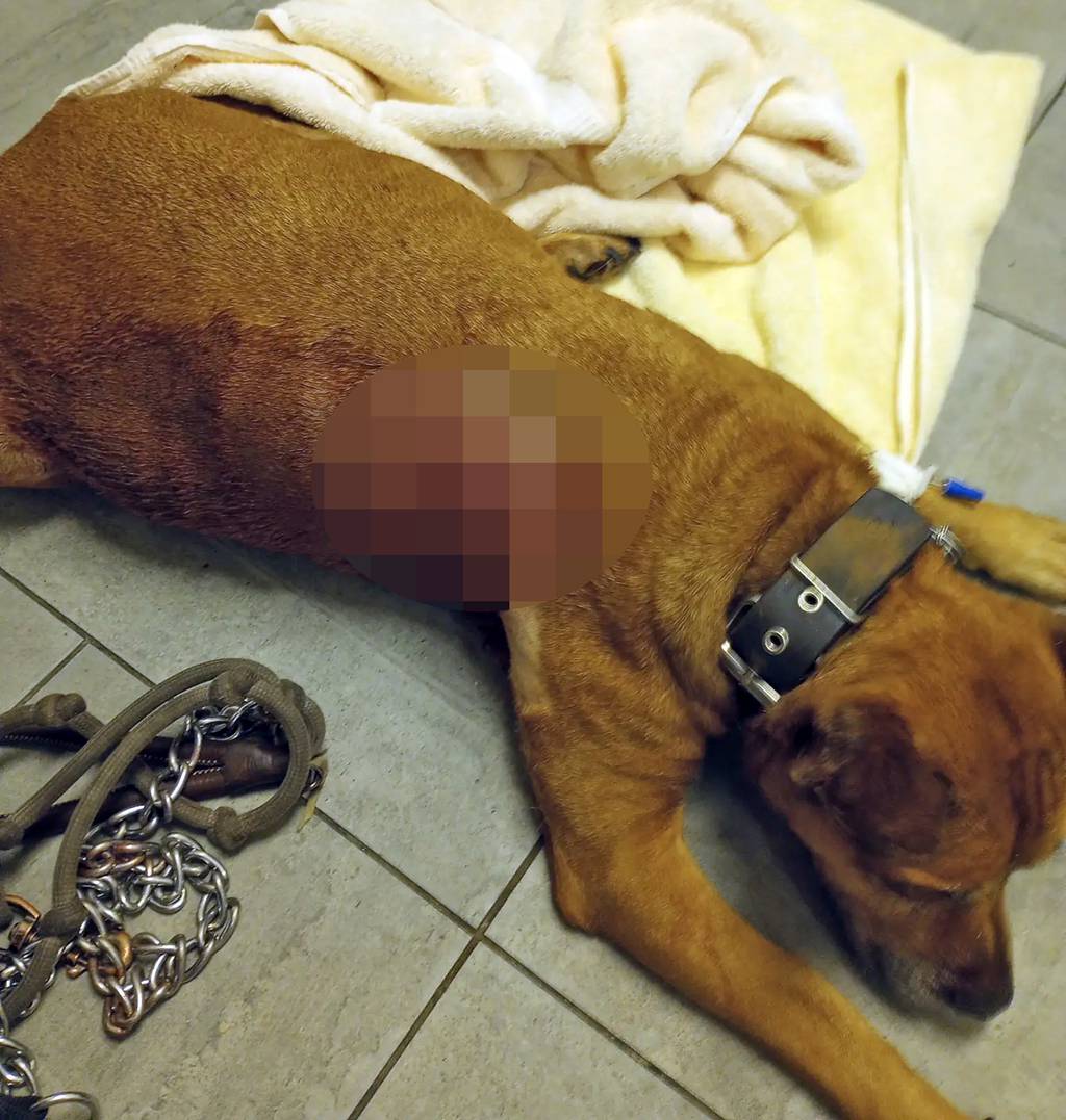 Eli is pictured here after the attack. 