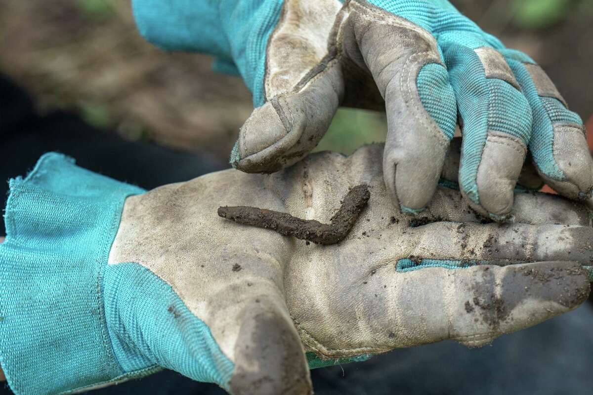 JoAnn Menzer holds a nail found during an archeological dig at the Historic Grooms Tavern and the adjacent former blacksmith shop on Saturday, July 1, 2023, in Rexford, NY. (Jim Franco/Times Union)