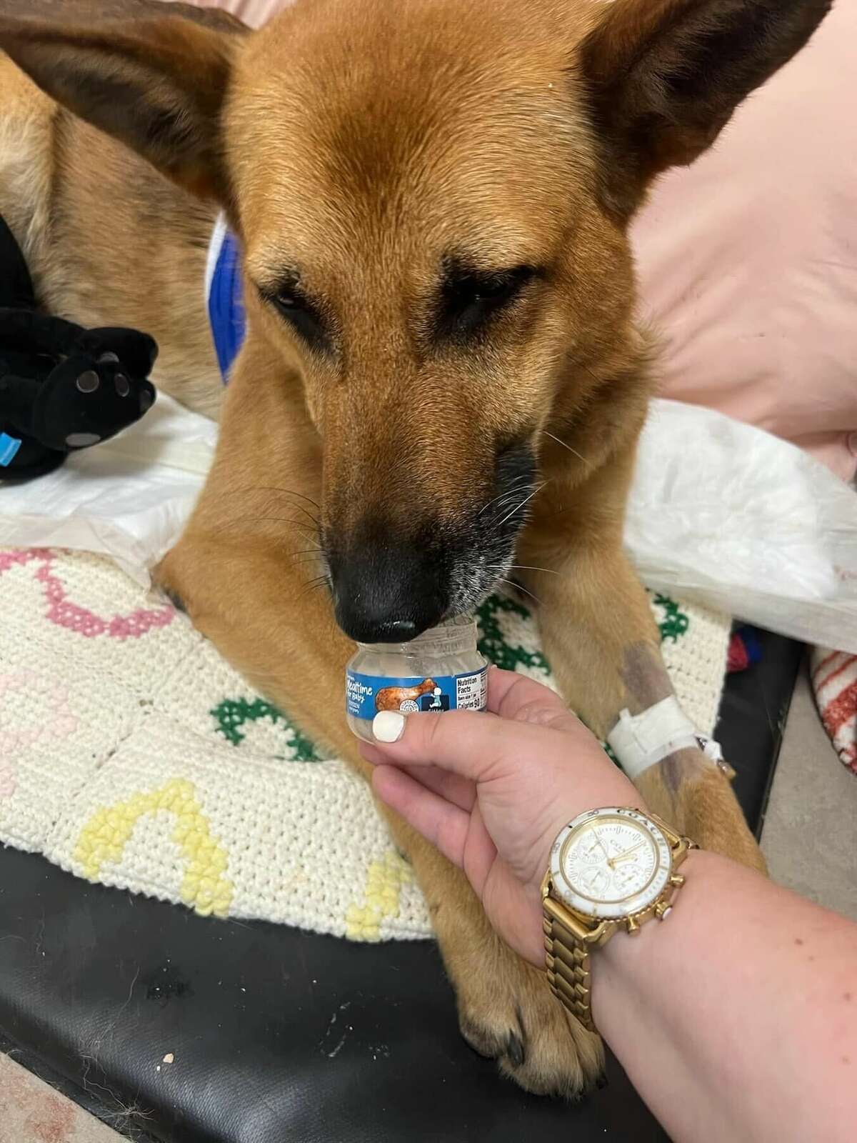 Norbi, a Troy police K-9 who officers said was stabbed 12 times by a burglary suspect, leaves Upstate Veterinary Specialties on his own power in Latham July 5, 2023. 