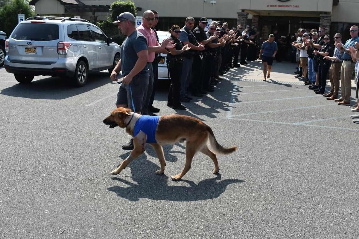 Norbi, a Troy police K-9 who officers said was stabbed 12 times by a burglary suspect, leaves Upstate Veterinary Specialties on his own power in Latham July 5, 2023. 