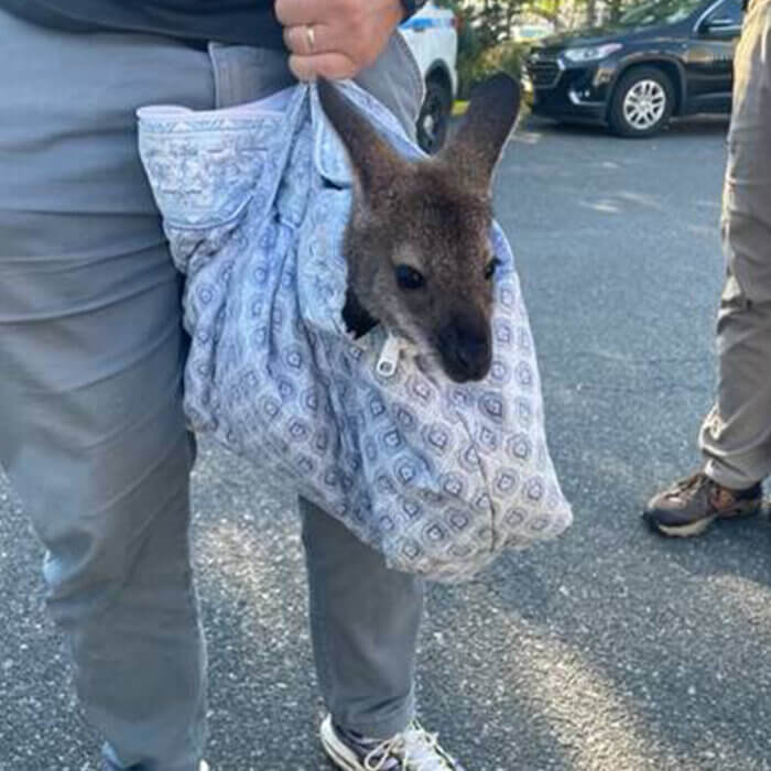 Illegal wallaby confiscated from Coney Island boardwalk on Aug. 18.