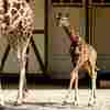 Giraffes Inherit Spot Patterns From Their Mamas, Study Says