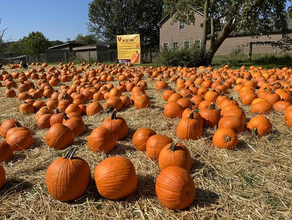 Pumpkin patch in the fall