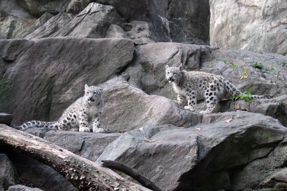 Two snow leopard cubs at the Bronx Zoo.