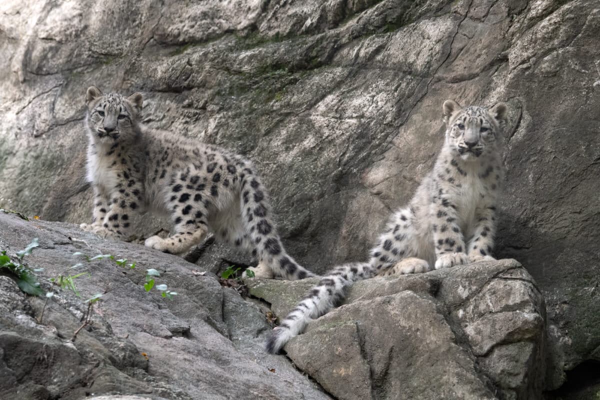 Two snow leopard cubs at the Bronx Zoo.