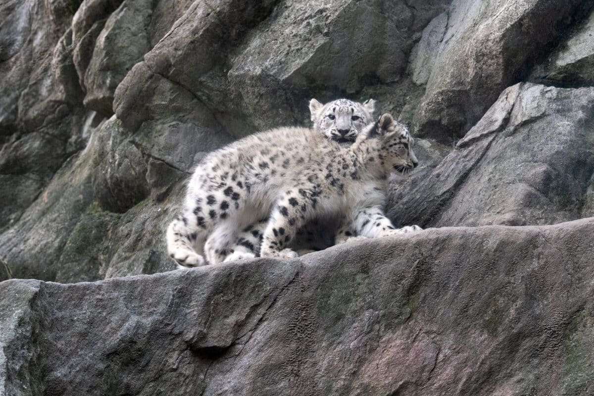 Two snow leopard cubs at the Bronx Zoo.