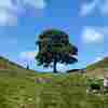 Despair flows after England's Sycamore Gap tree is cut down. Could it regrow?