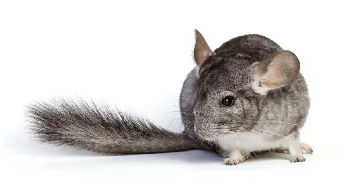 Chinchilla