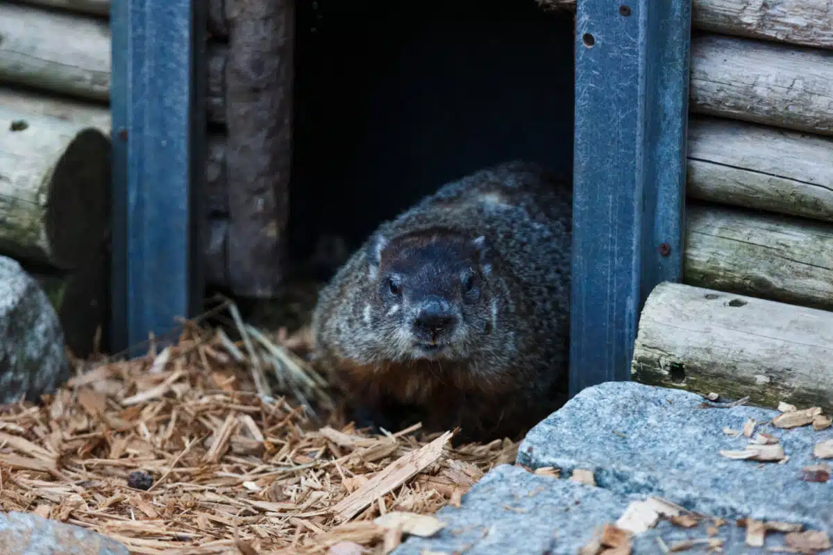 Groundhog Day on Staten Island