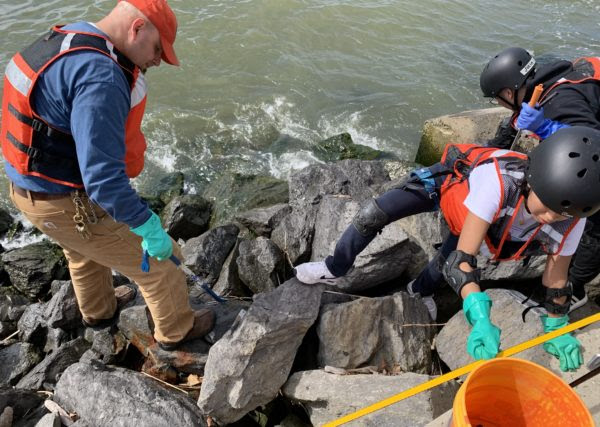 Mauricio González, founder of the New York Harbor SEALs, supervises students as they dig out debris from the rip rap surrounding Governors Island.Photo: Mary Frost/Brooklyn Eagle