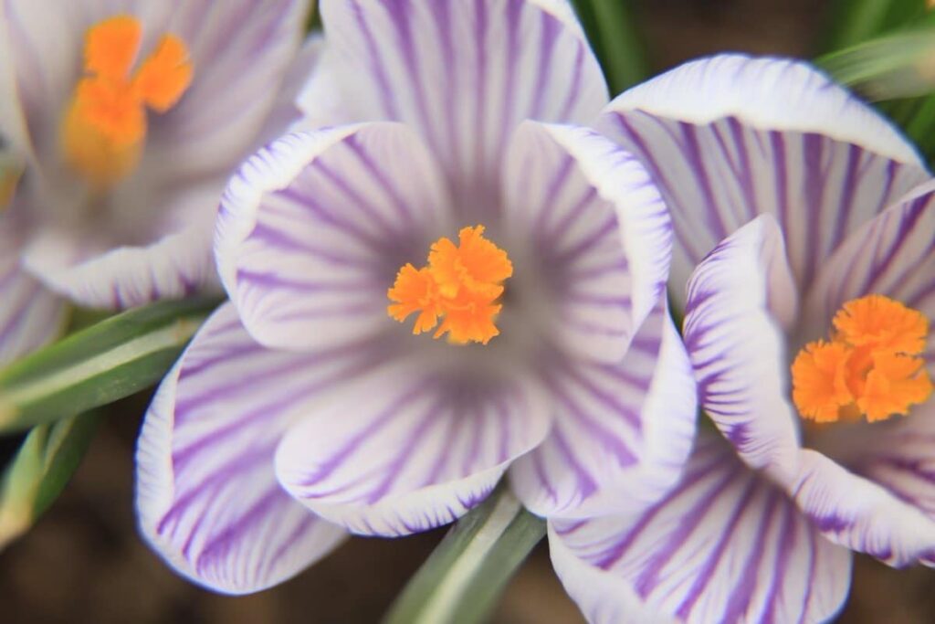 Light colors of spring in Seneca (photo)