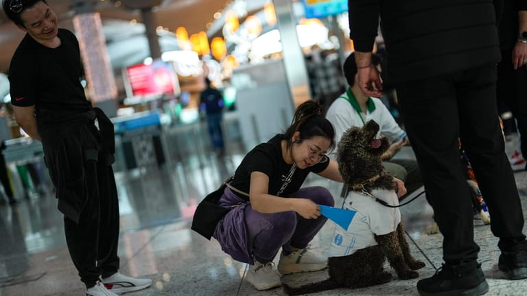 A traveller pets the airport therapy dog Kuki while walking...