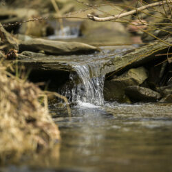 A creek flows along the 125-acre property owned by Joan and Harold Koster, Wednesday, March 13, 2024, in Whitney Point, N.Y.