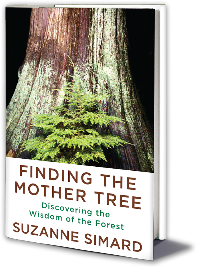 “Finding the Mother Tree.” Photo courtesy Knopf