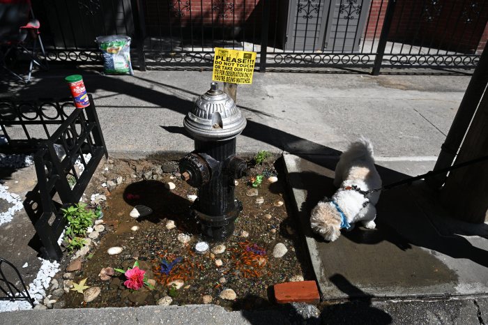 bed-stuy goldfish "pond"