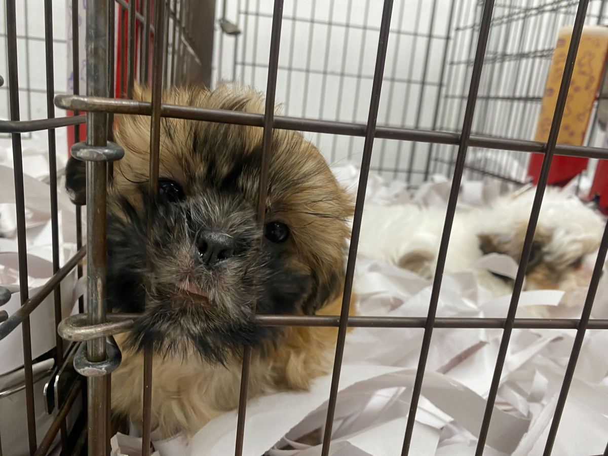 Brooklyn’s pet stores push back on retail sale ban — but activists say it’s much-needed • Brooklyn Paper